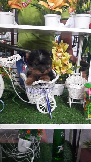 Yorkshire Terrier