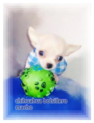 bolsillerito chihuahua macho for sale!!!
