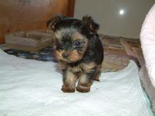 cachorra yorky tres meses venta directa