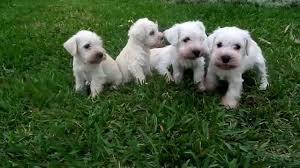 cachorros de schnauzer blanco