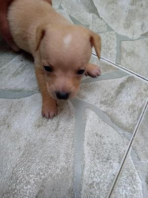 vendo perros pincher