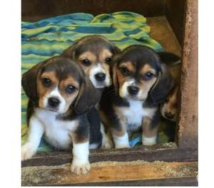 Beagle Relindos Cachorros Tricolor