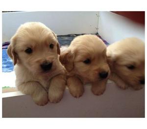 AMIGABLES GOLDEN RETRIEVER EN VENTA