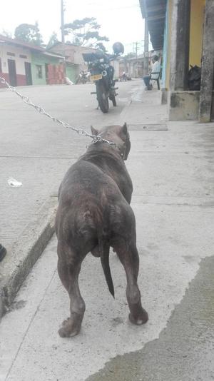 American Bully