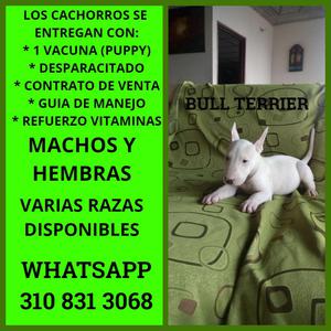 BELLISIMOS CACHORROS DE BULLTERRIER EN VENTA