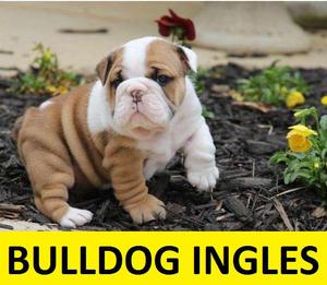 BULLDOG INGLES DE ALTA PUREZA EN VENTA***