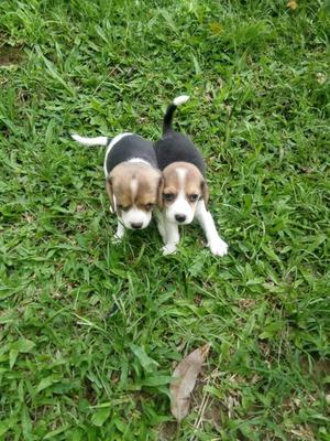 Beagles Tricolor! Ventas Nacionales