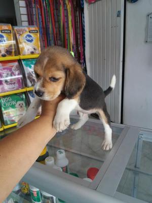 Bonito Tricolor Beagle