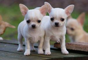 CARIÑOSOS CHIHUAHUAS TOY Y MAS RAZAS EN VENTA !!