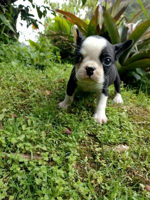 Cachorro Boston Terrier