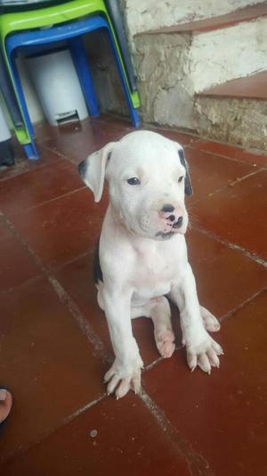 Cachorro Pitbull Puros