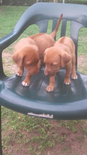 Cachorros Rhodesian