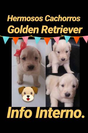 Cachorros golden