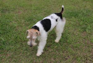 Criadero Fox Terrier Pelo Alambre