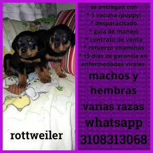 DIVINOS CACHORROS DE ROTTWRILER EN VENTA POR CENTRO