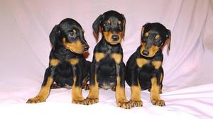 DOBERMAN CACHORROS