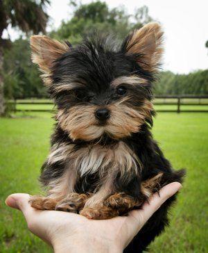 ESTUPENDOS YORKY TERRIER TOY EN VENTA GARANTIZADOS!!