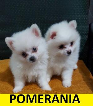 EXCELENTES POMERANIA EN VENTA***