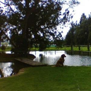 Entrenamiento Canino Romero Sanchez Domicilio E Internos