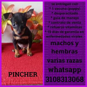 GRANDIOSOS Y DIVINOS EJEMPLARES DE PINCHER