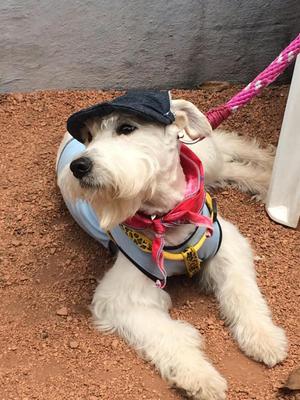 Gorras para perro