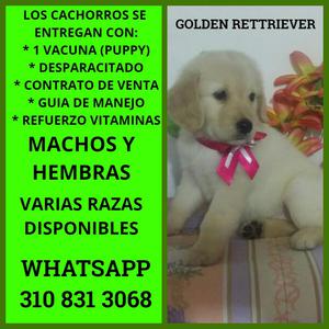 HERMOSAS Y TIERNAS CACHORRITAS DE GOLDEN RETRIEVER