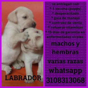 HERMOSISIMOS LABRADORES EN DISPONIVILIDAD