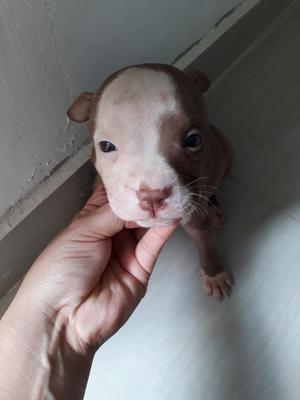 Hermosos Cachorritos Pitbull