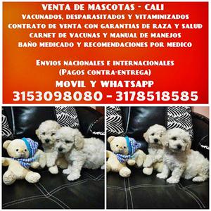 Hermosos French Poodle Mini Toy