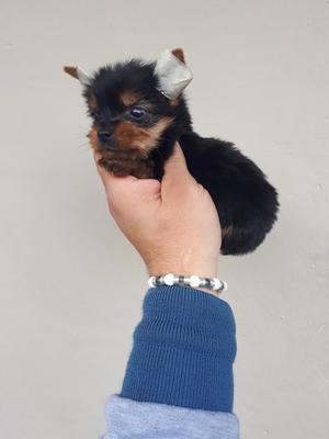 Hermosos Yorkie Miniatura