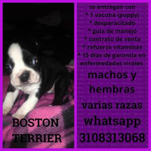 LOS MAS HERMOSOS CACHORROS DE BOSTON TERRIER DISPONIBLES