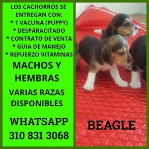 LOS MAS TIERNOS Y HERMOSOS BEGLE EN VENTA