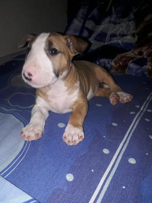 Linda Bull Terrier Miniatura