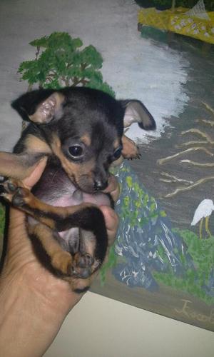 Machito Pinscher Bolsillero