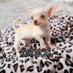 Magico!!!!chihuahua en Colombia For Sale