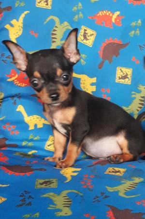 Pincher Chihuahua