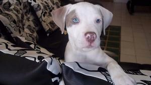 Pitbull Stanford 4 Meses Y Medio