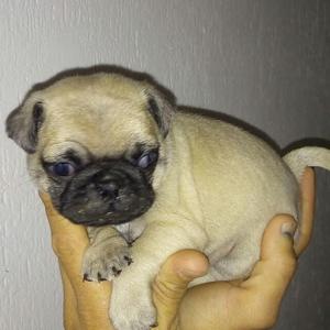 Pug Disponible en Medellin Garantizados