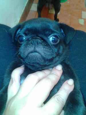 Pug Negro Macho