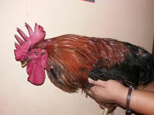 Se Vende Un Gallo