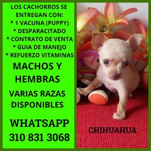 TIERNOS Y HERMOSOS CACHORROS CHIHUAHUA DISPONIBLES EN RAZAS