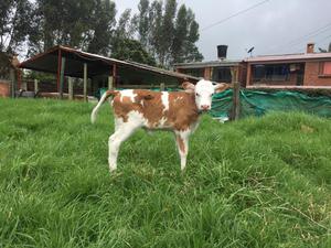 Vendo 2 Terneras Simmental