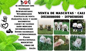 Vendo Cachorros hermosos raza Pomerania