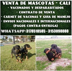 Vendo Doberman