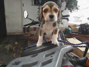 Vendo Hermoso Beagles