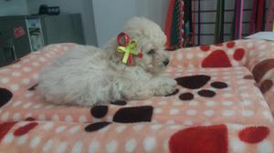 Vendo Hermoso French Poodle TACITA