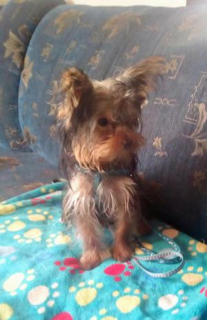 Vendo Perro Yorky