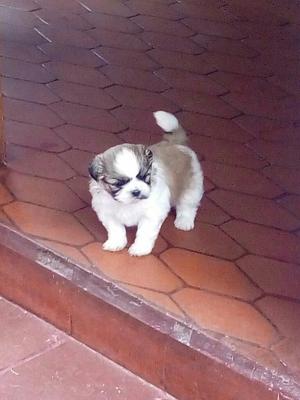 Vendo Shih Tzu Puro