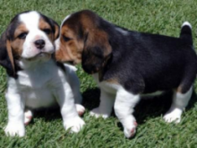 beagle puros tricolor