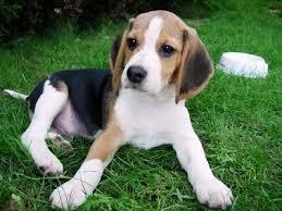 beagle tricolor